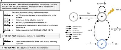 Modelling of immune response in chronic myeloid leukemia patients suggests potential for treatment reduction prior to cessation